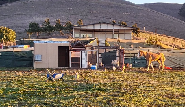 Beautiful Hillside Olive Ranch, Napa Valley