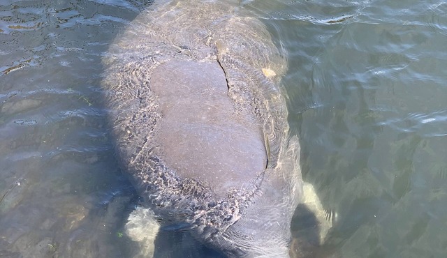 Beautiful Indian Lake with canal leading to Crystal River and the Ocean.
