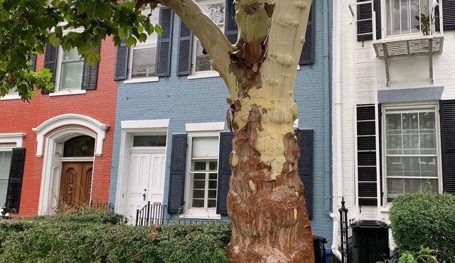 Beautiful S. Main St. Historic Row House