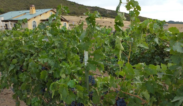 Beautiful Wine Ranch Vineyard Setting