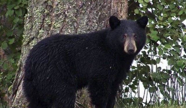 BEAUTY AND PRIVACY LIKE NO OTHER! WALK TO LAKE. CLOSE TO EVERYTHING POCONOS!