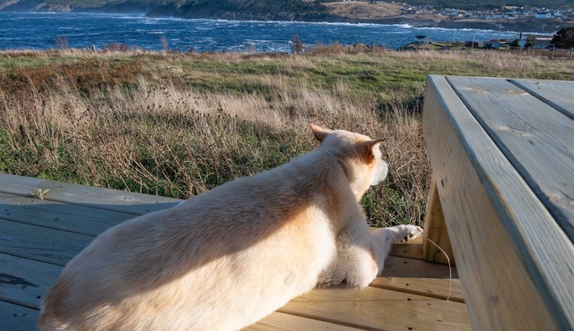 Bella's Blue House, Pouch Cove