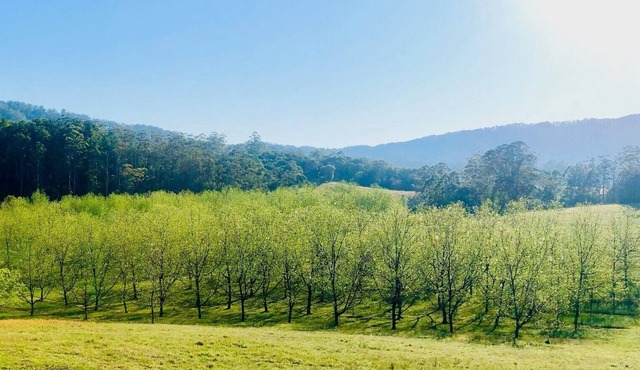 Bellbowra Farmstay - Pet Friendly - Nambucca Valley