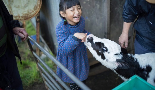 Bellevue Farmstay - feed animals, ride tractors, near The 12 Apostles