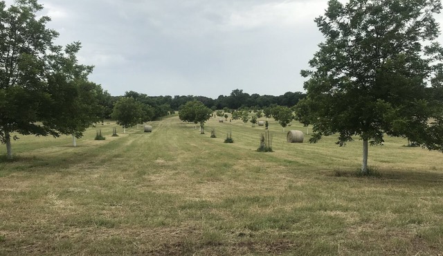 Ben Ranch Cabin # 2 located in a century old Pecan Orchard. 2 Bedroom plus couch