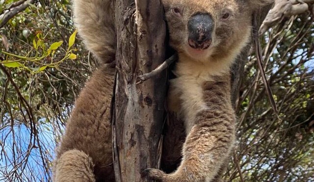 Beonne the Bay at Vivonne Bay, Kangaroo Island