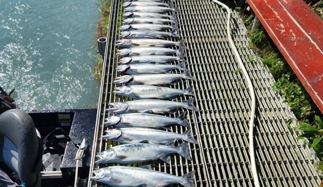 Best Location on the Kenai River!