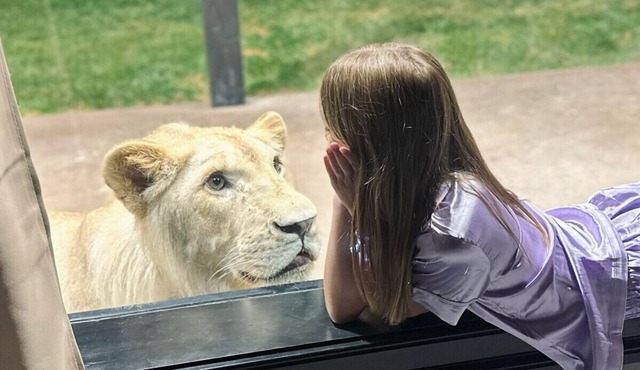Big Cat Bungalows at The Haven