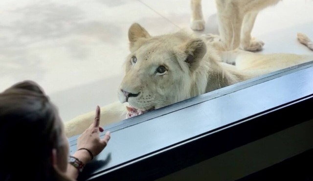 Big Cat Bungalows at The Haven - Lion 4