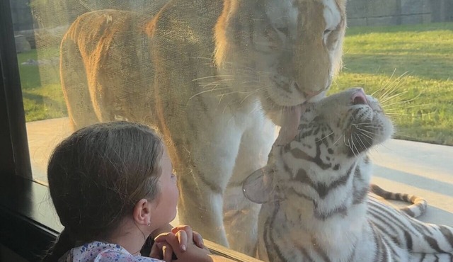 Big Cat Bungalows at The Haven - Tiger 1