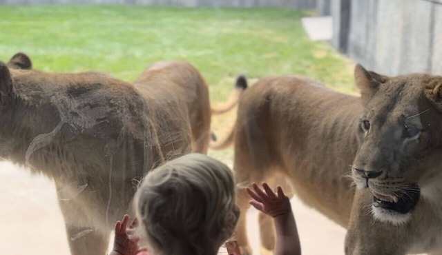 Big Cat Bungalows at The Haven - Lion 2