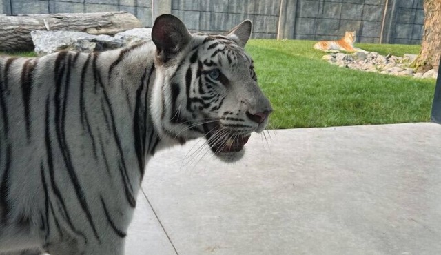 Big Cat Bungalows at The Haven - Tiger 2