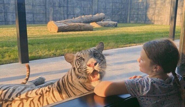 Big Cat Bungalows at The Haven - Tiger 3