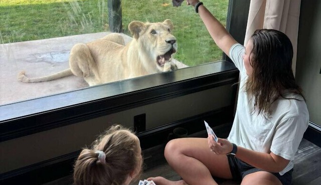 Big Cat Bungalows at The Haven - Lion 2