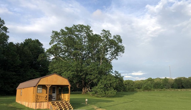 Big Tree Little Cabin