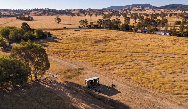 Billy Button by Tiny Away