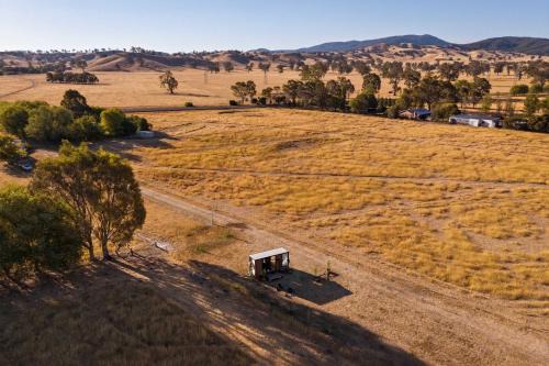 Billy Button by Tiny Away