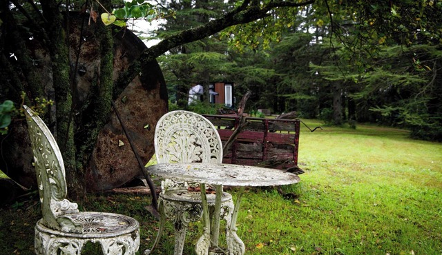 Binderaga Pine Forest by Tiny Away