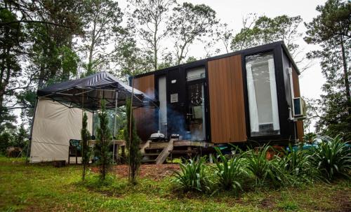 Binderaga Pine Forest by Tiny Away