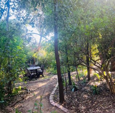 Bird Paradise In Bush setting