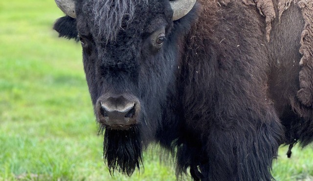 Bison Bunkhouse Hideaway at Mayberry West Farms- close to Cincy & Indianapolis!