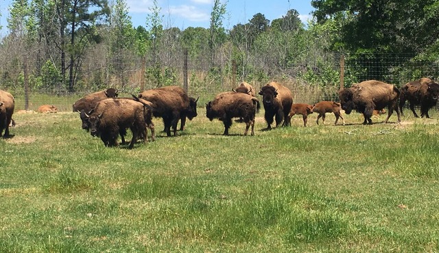 Bison Farmhouse in Greensboro, GA