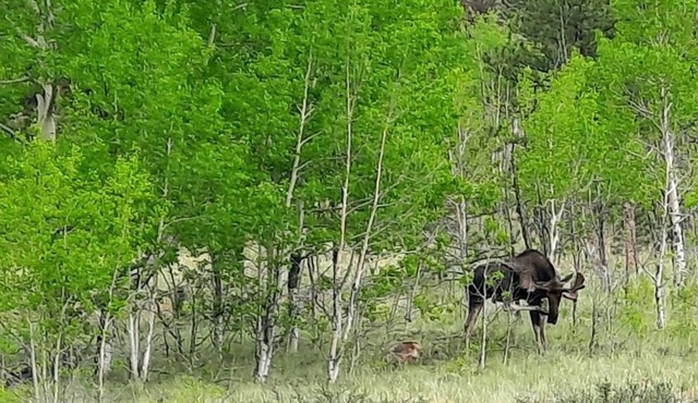 Bison Peak Lodge at Puma Hills, a Luxury Glamping Experience in Central CO