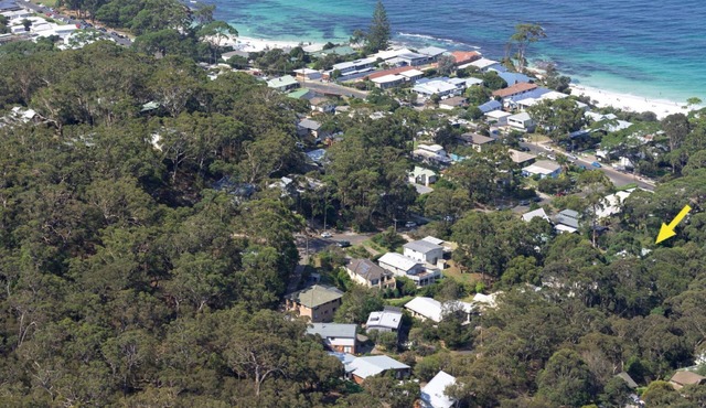 Black Wattle at Hyams Beach
