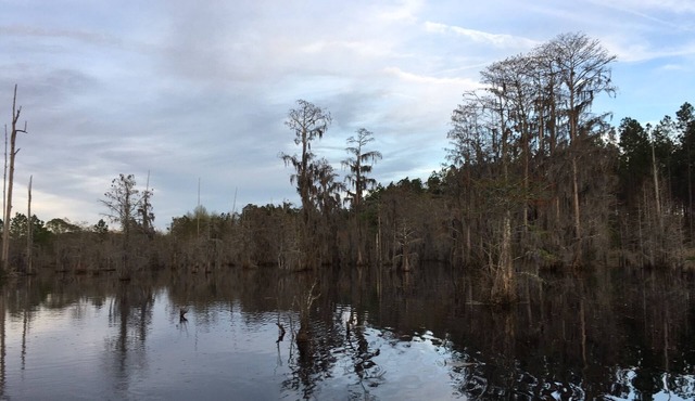 Blackshear Cabin on the Pond