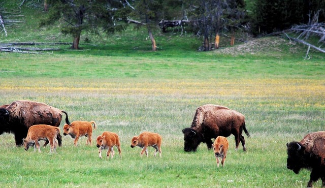 BLOCK Yellowstone 2br Condo - Custom