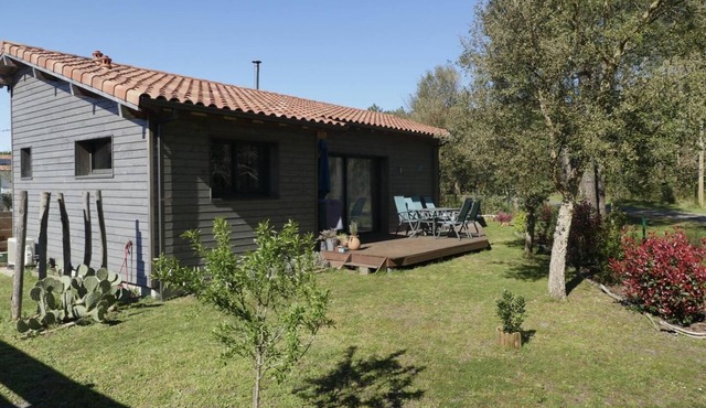 BLUE DRAGONFLY - AZURE