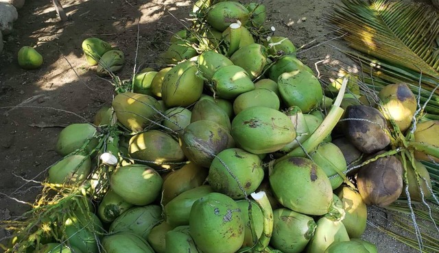 Blue Reef Casita on Rancho Arrecife (2.8 miles sandy beach Baja California Sur)