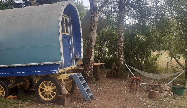 Bow Top Wagon on forest edge