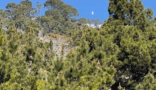 Bright Ocean Views in Pebble Beach!