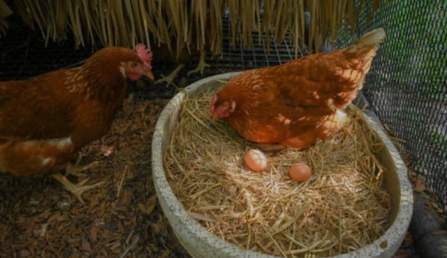 Bright Studio Retreat w/Deck & Nature Views