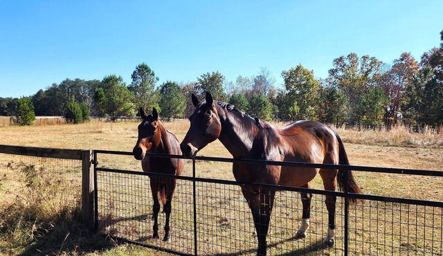 Bring the horses! Studio huntbox, full kitchen, 3 stalls, washrack & pastures.
