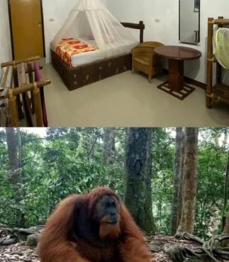 Brown Bamboo Guest house & jungle trekking orang-utan