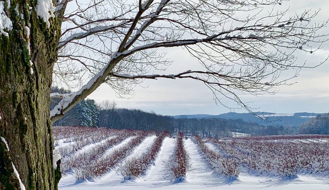 Burdick Blueberry Farm Guest House