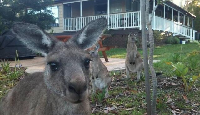 Bush and Bay Cottage - Jervis Bay