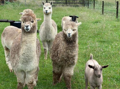 Bush Retreat Farm Stay 1BR Guest Suite