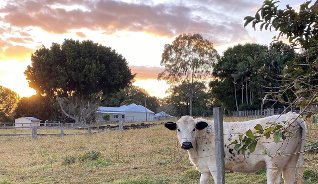 Byron Bay Hinterland Farmhouse & Salty Lap Pool