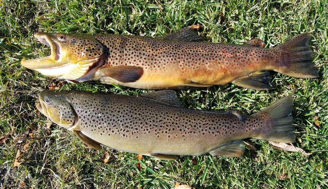 BYU-I, Yellowstone, Sand dunes, Riverfront, ENDLESS HOT WATER, Teton Views, Room