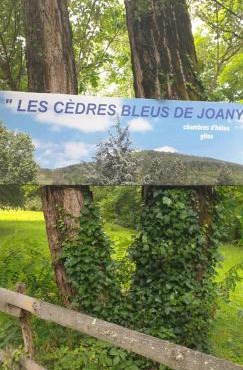 Cèdres Bleus de Joany chez Nathalie