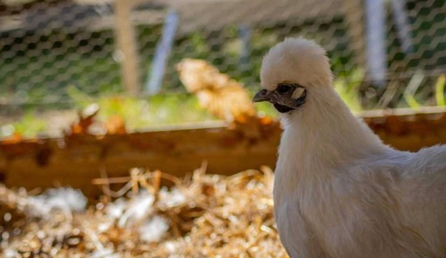 Cabane 4 étoiles - Piscine - ccabhid