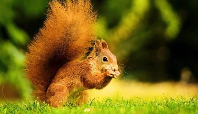 🐿️ Cabane de l'Ecureuil