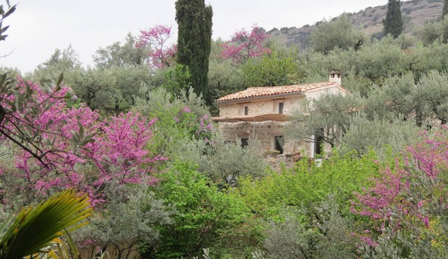Cabanon in the olive trees in Nyons.