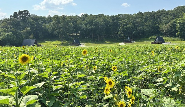 Cabin 2: Discover our good nature at The Wildflower
