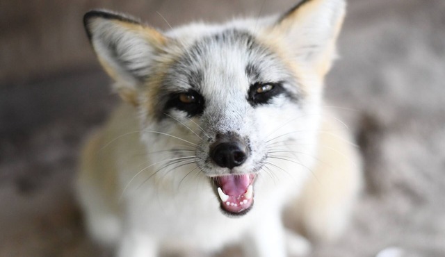 Cabin At A Wildlife Sanctuary - Diego’s Cabin