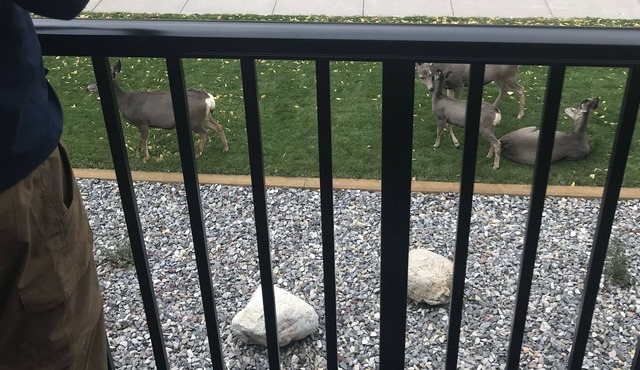 Cabin by the South Fork of the Snake River- Sleeps 4 Fishing, skiing, MTN Biking