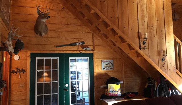 Cabin Hidden/Surrounded By Hundreds Of 30'+ Blue Spruce Pines !